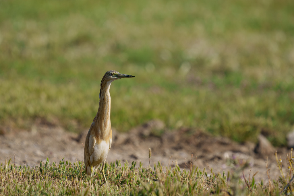 Squacco Heron from Серик/Анталия, Турция on 03 May, 2023 at 08:36 AM by ...