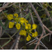 Cottsia gracilis - Photo (c) Gary Nored, μερικά δικαιώματα διατηρούνται (CC BY-NC)