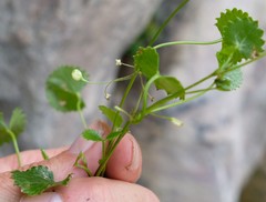 Centella callioda