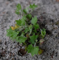 Centella macrodus