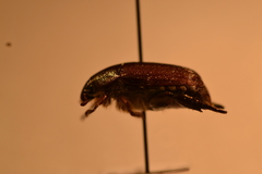 Anomala sulcatula
