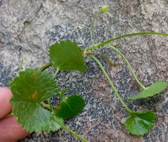 Centella callioda