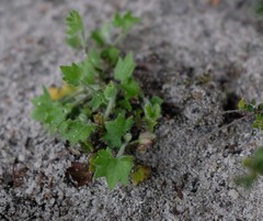 Centella macrodus