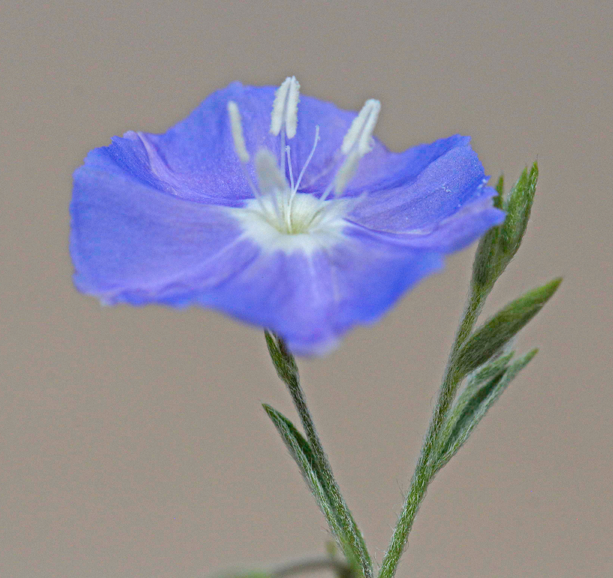Evolvulus arizonicus