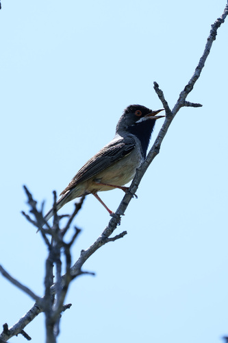 Curruca de Rüppell (Curruca ruppeli)
