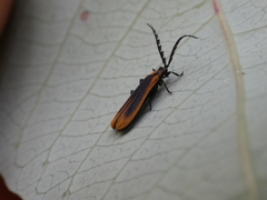 Xylobanus coenosus
