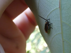 Xylobanus coenosus
