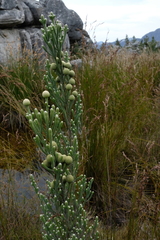 Brunia sphaerocephala
