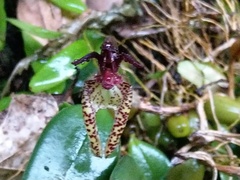 Bulbophyllum lasiochilum