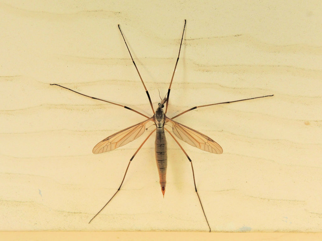 欧洲大蚊european Crane Fly 版纳植物园的苍蝇与蚊子 Inaturalist