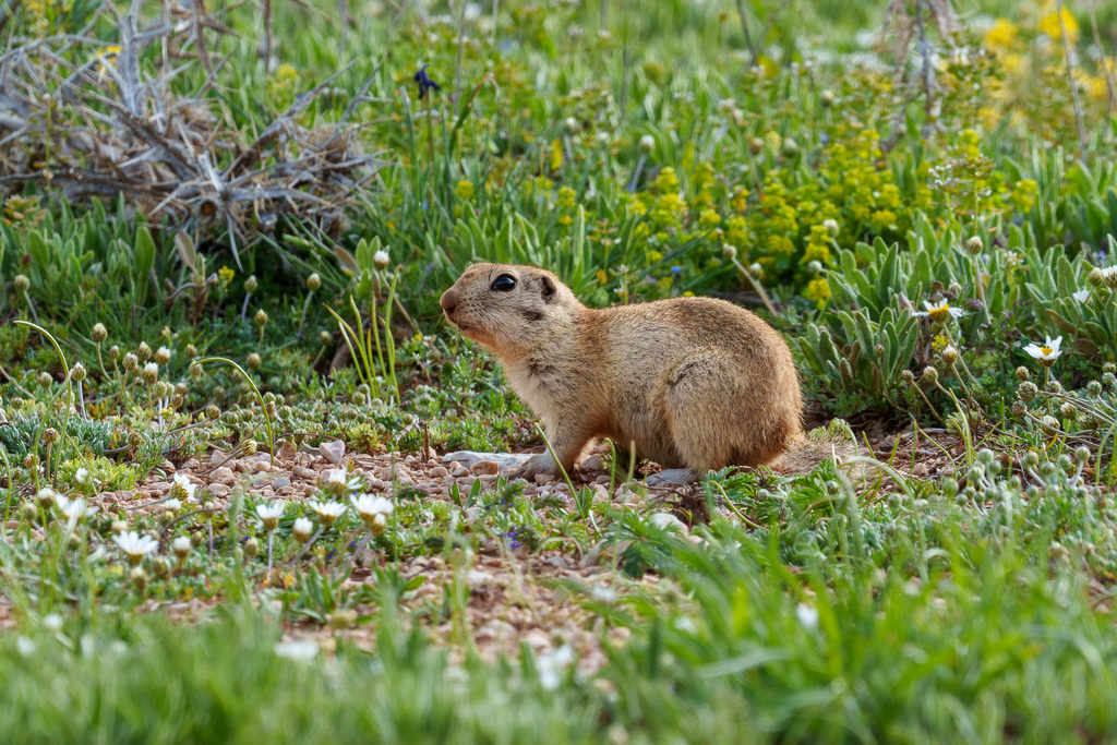 Taurus Ground Squirrel