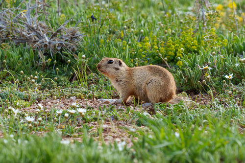 Taurus Ground Squirrel