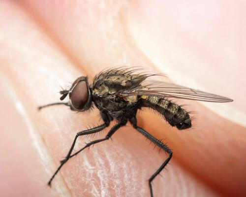 Seedcorn Maggot photo 3