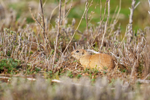 Taurus Ground Squirrel
