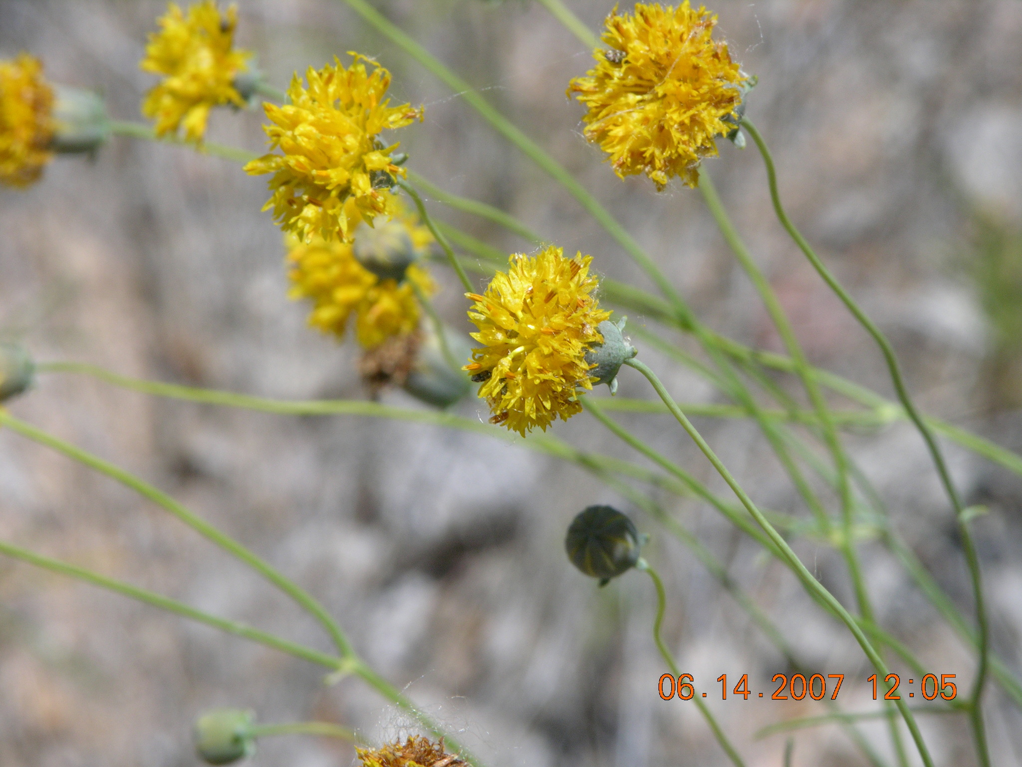 Thelesperma megapotamicum