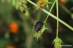 Orsilochides variabilis