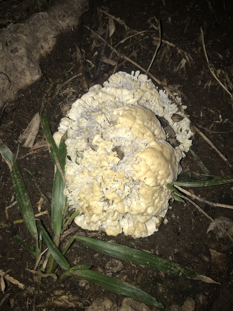 Irpex rosettiformis · May 2023 · photo: © tutitah (iNaturalist, cc0)
