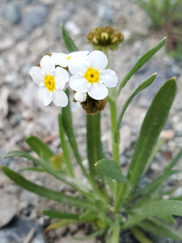 Image of Plagiobothrys figuratus by no rights reserved