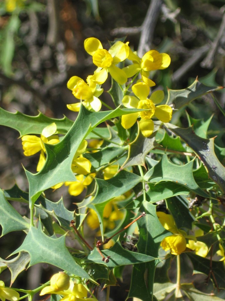 Berberis haematocarpa