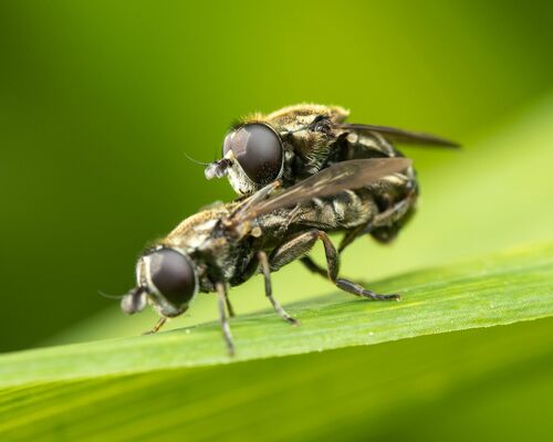 Lesser Bulb Fly photo 4
