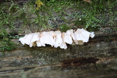 Osteina undosa