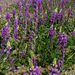 Arizona Lupine - Photo (c) Michael Huey, some rights reserved (CC BY-NC)