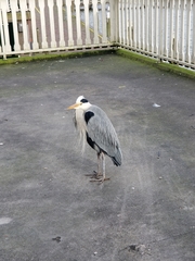 Ardea cinerea