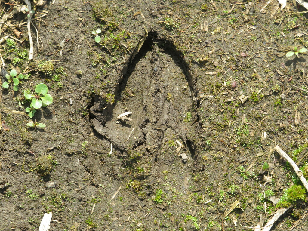 White-tailed Deer from Winnebago County, IL, USA on May 5, 2023 at 10: ...