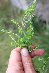 Cliffortia dentata