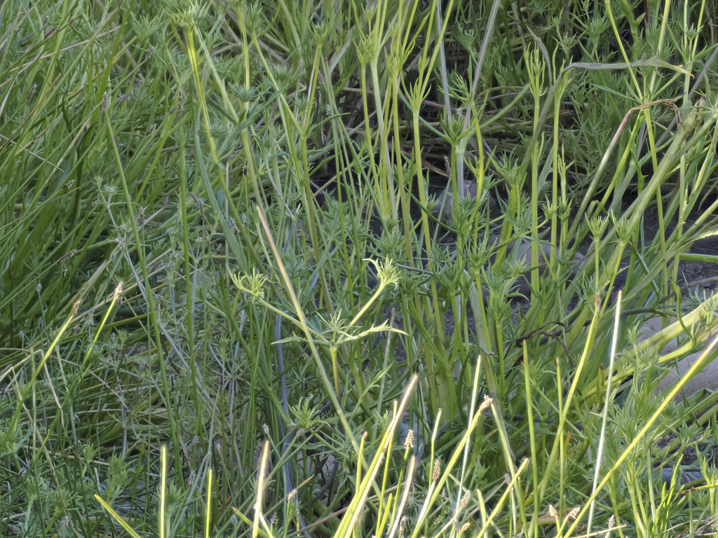 san diego button-celery in May 2023 by Alan King · iNaturalist