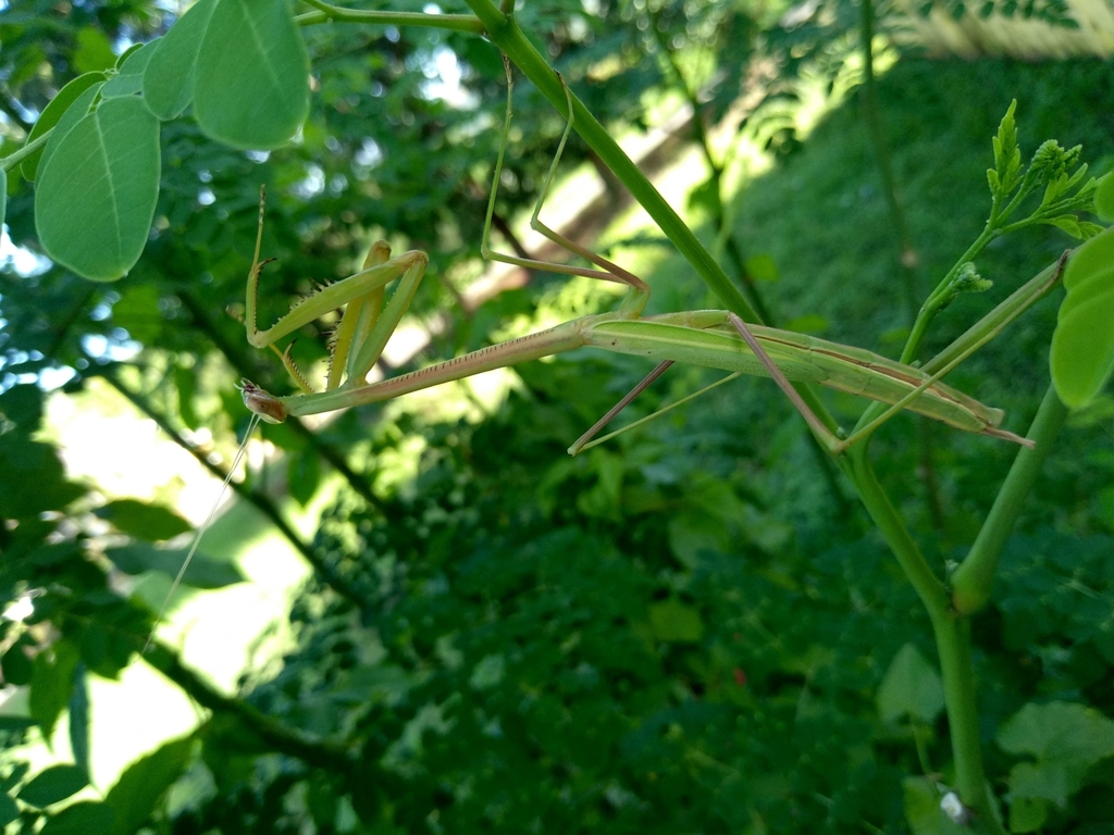 Taiwan Giant Grass Mantis