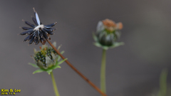 Cosmos bipinnatus