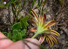 Dimorphotheca montana