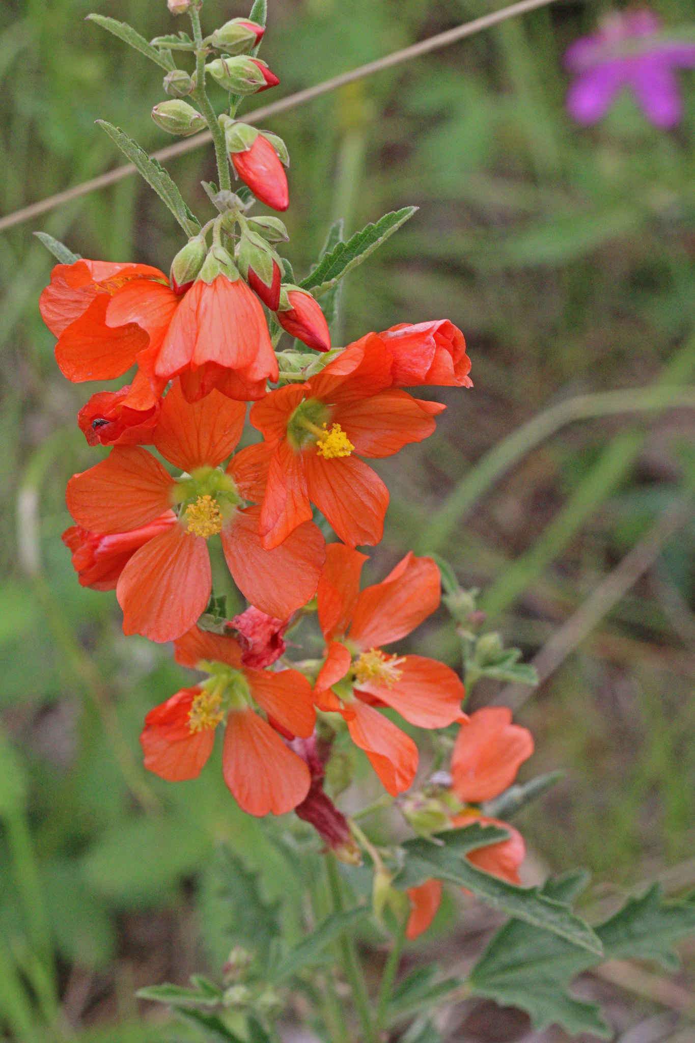 Sphaeralcea fendleri