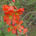 Fendler's Globemallow - Photo (c) Jerry Oldenettel, some rights reserved (CC BY-NC-SA)