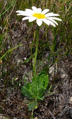 Dimorphotheca montana