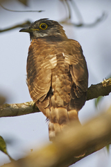 Hierococcyx sparverioides