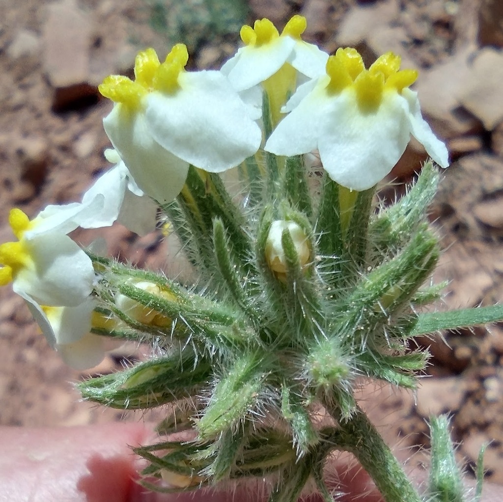 Capitate Cryptantha