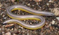 Northern Rubber Boa (Amphibians and Reptiles of Hastings Natural History  Reserve) · iNaturalist