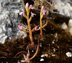 Disa vaginata