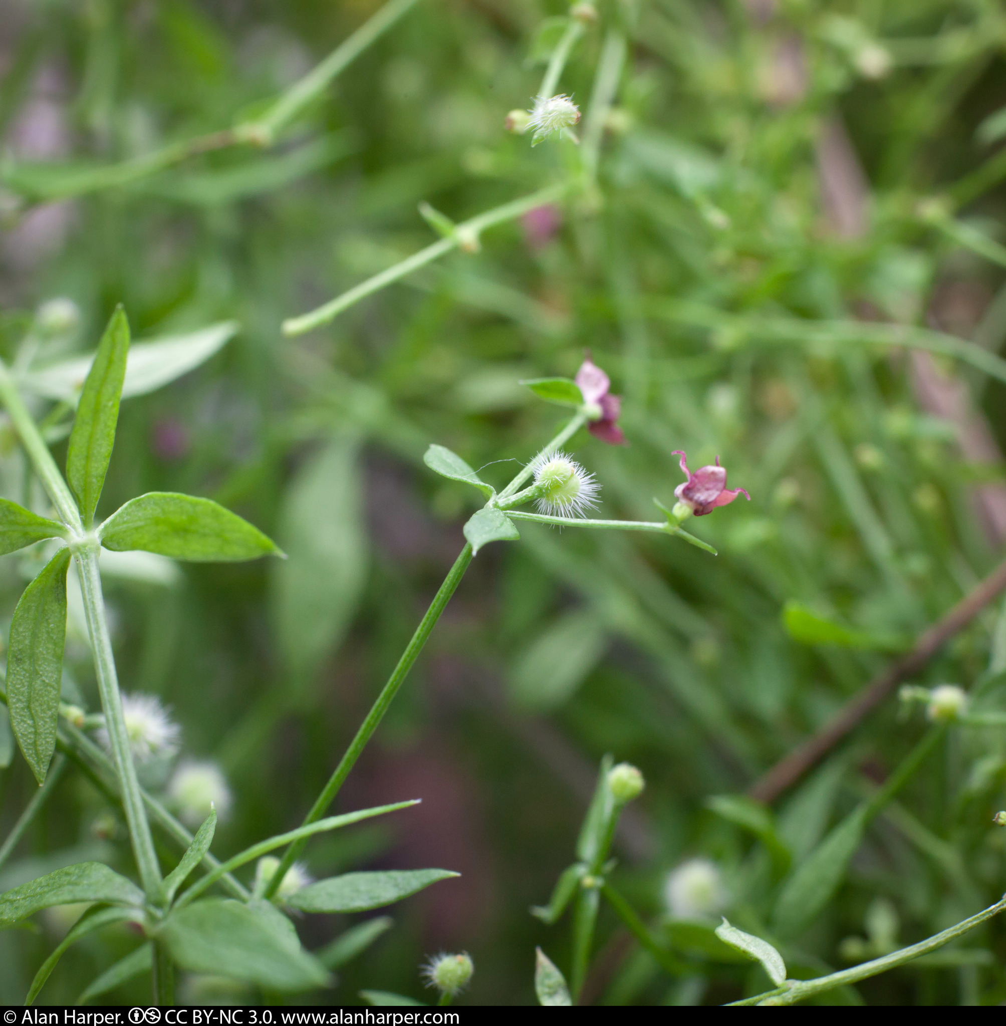Galium wrightii