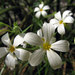 Phlox tenuifolia - Photo (c) Katja Schulz, algunos derechos reservados (CC BY)