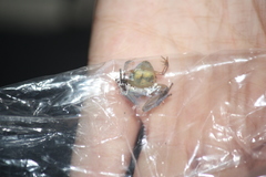Microhyla