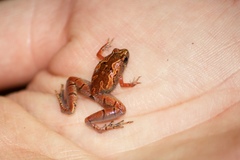 Microhyla