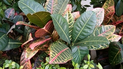 Codiaeum variegatum pictum