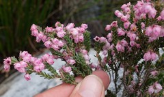 Erica tegulifolia