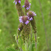 Macdougal Verbena - Photo (c) Jerry Oldenettel, some rights reserved (CC BY-NC-SA)