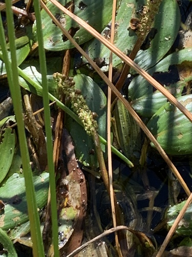 Potamogeton tricarinatus observed 2023-05-01