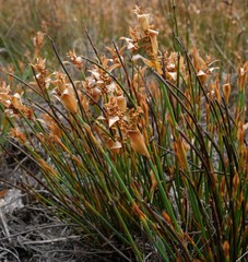 Elegia esterhuyseniae