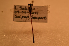 Ischnura aurora aurora